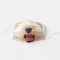 Funny Close Up Dog Tongue