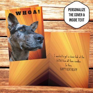 Funny Close Up Photo Cattle Dog Head
