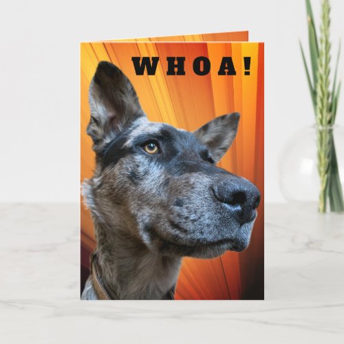 Funny Close Up Photo Cattle Dog Head Card