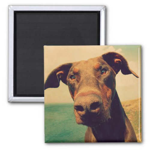 Funny Closeup of a Natural Doberman Dog Magnet