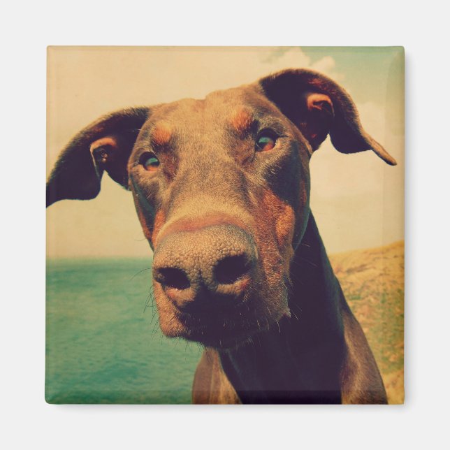 Funny Closeup of a Natural Doberman Dog Magnet (Front)