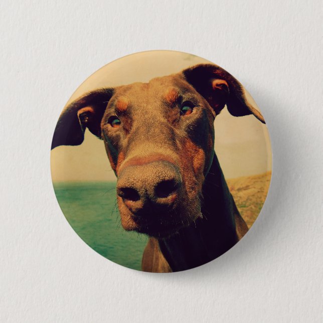 Funny Closeup of a Natural Doberman Dog Pinback Button (Front)