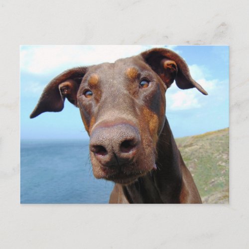 Funny Closeup of a Natural Doberman Dog Postcard