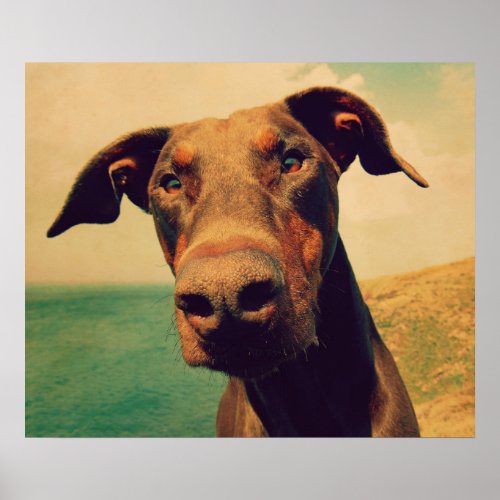 Funny Closeup of a Natural Doberman Dog Poster