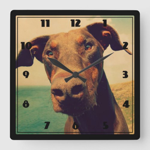 Funny Closeup of a Natural Doberman Dog Square Wall Clock
