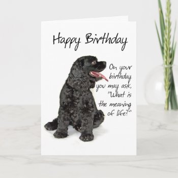 Funny Cocker Spaniel Birthday Card by ForLoveofDogs at Zazzle