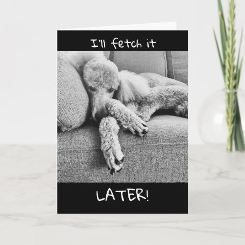Funny Congratulations Retirement with Lazy Poodle