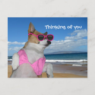 Funny Corgi Bikini Postcard