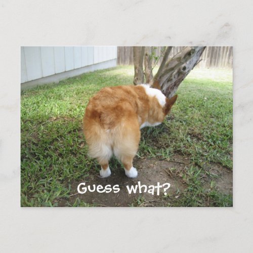 Funny Corgi Butt Guess What Dog Humor Photo Postcard