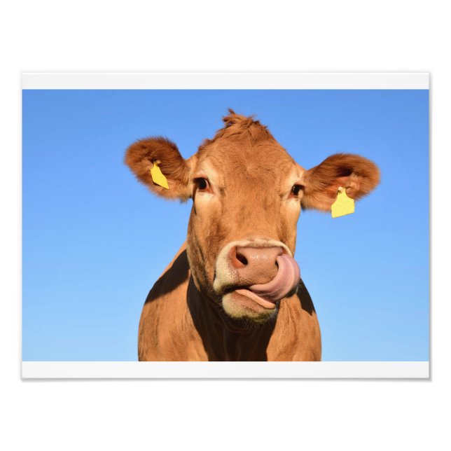 Funny Cow Photo Print (Front)