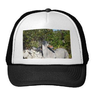 Brahman Cattle Gifts on Zazzle