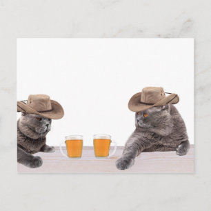 Funny cowboy cats are drinking beer postcard
