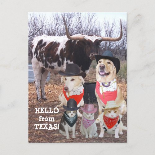 Funny Cowboy Pets Hello from Texas Postcard