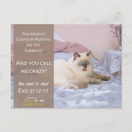 Funny Crazy Cat Humor Postcard
