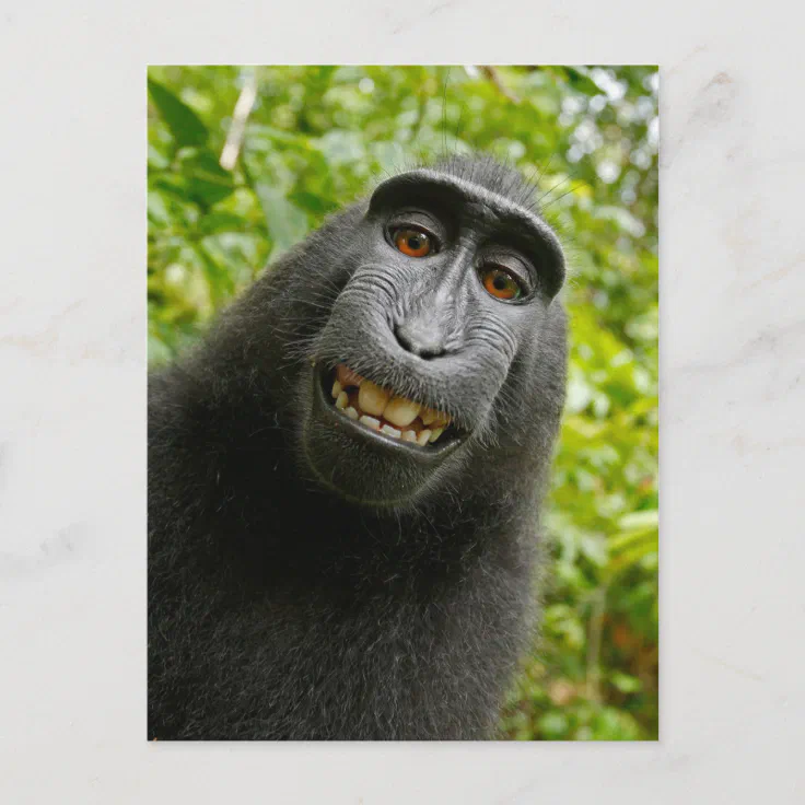 Funny Crested Monkey Smiling Selfie Postcard | Zazzle
