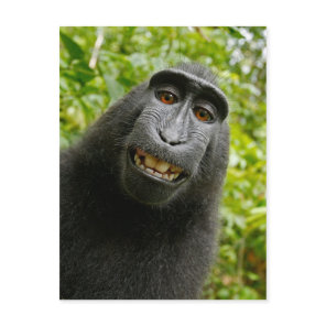 Funny Crested Monkey Smiling Silly Selfie Postcard