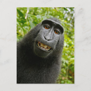 Funny Crested Monkey Smiling Silly Selfie Postcard