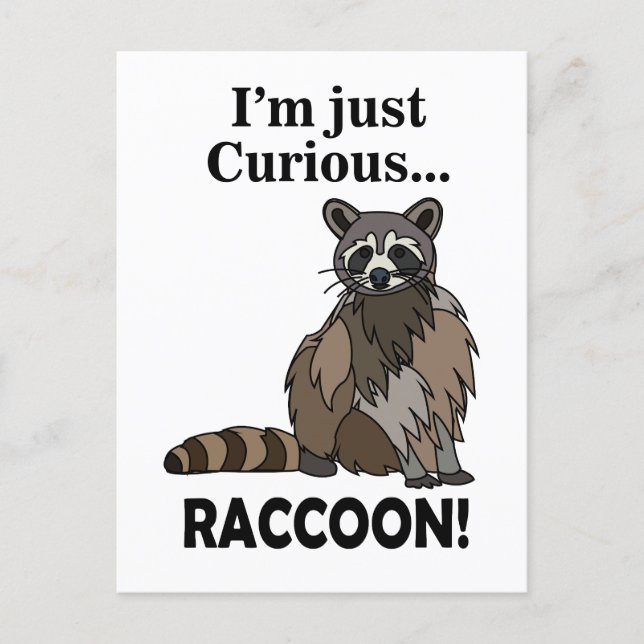 Funny Curious Raccoon Postcard (Front)