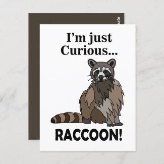 Funny Curious Raccoon Postcard