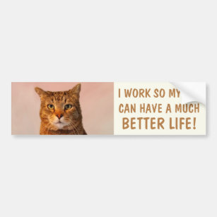 CAT FACE Vinyl Decal Sticker Car Rear Window Wall Bumper Kitten Love Tabby Funny 