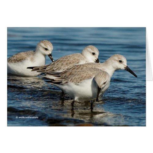 Funny Cute 4 Sanderlings Sandpipers at the Beach