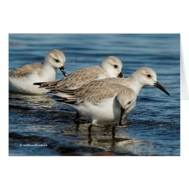 Funny Cute 4 Sanderlings Sandpipers at the Beach Cards (Front Horizontal)