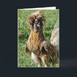 Funny Cute Bad Hair Day Rooster Card<br><div class="desc">Send this card to someone you care who's having a bad hair day with this cute funny rooster with inside message: " The solution to a bad hair day is to wear a low cut blouse " Hope it works! Personalize it with your own creative words to cheer one up...</div>
