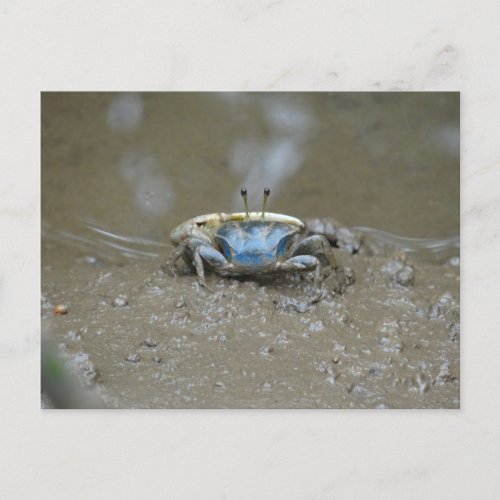 Funny Cute Blue Fiddler Crab on Mud Flats Photo Postcard