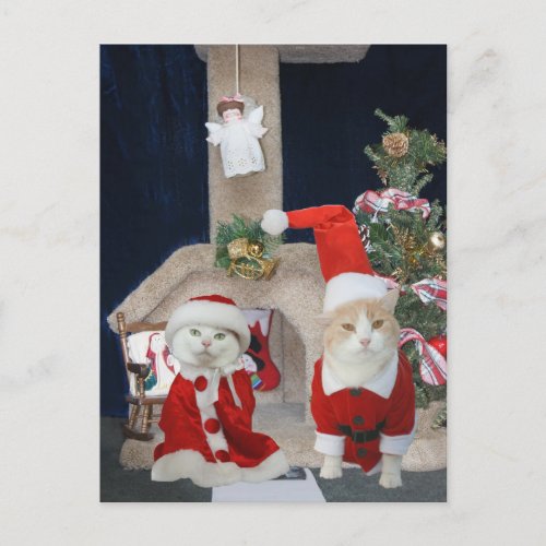 FunnyCute Christmas Kitty Condo Holiday Postcard