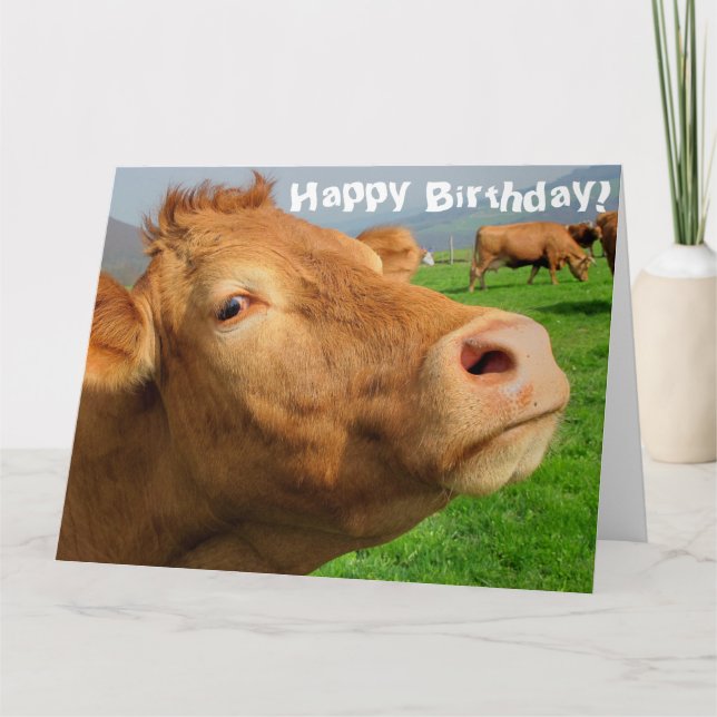 Funny Cute Cow Happy Birthday Card (Front)