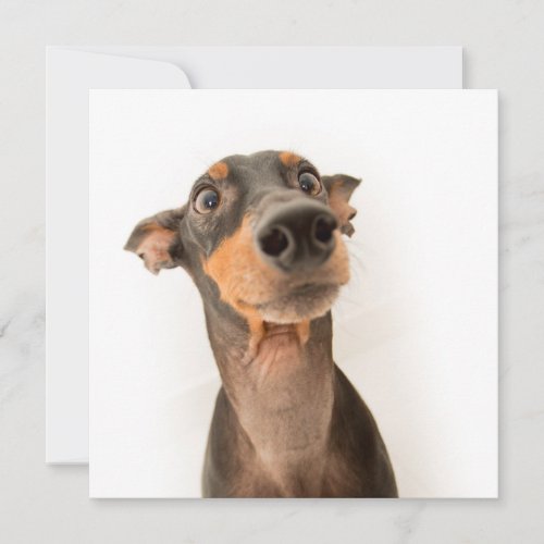 Funny Cute Doberman Puppy Dog Card