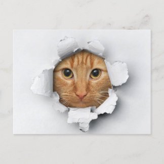 Funny Cute Ginger Mackerel Tabby Cat Postcard