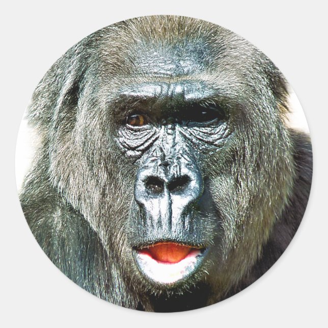 FUNNY CUTE GORILLA CLASSIC ROUND STICKER (Front)