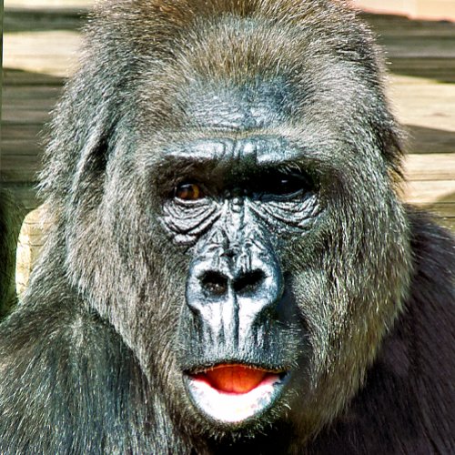 FUNNY CUTE GORILLA MAGNET