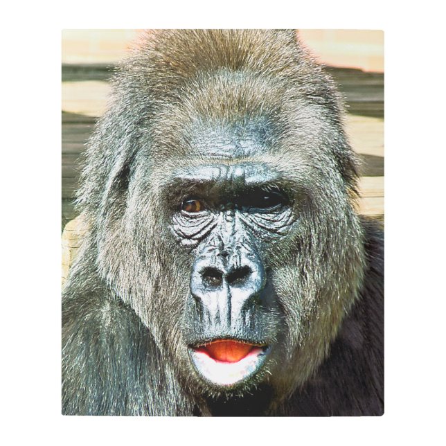FUNNY CUTE GORILLA METAL PRINT (Front)