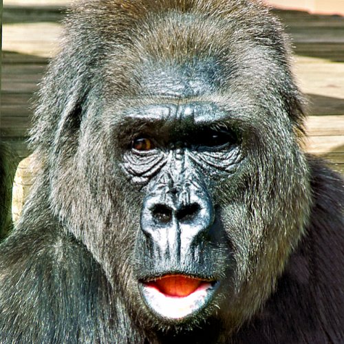 FUNNY CUTE GORILLA PHOTO PRINT