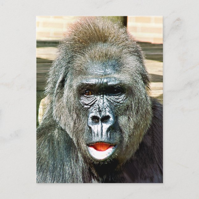 FUNNY CUTE GORILLA POSTCARD (Front)