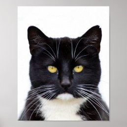 Funny Cute Grumpy Black Cat  Poster