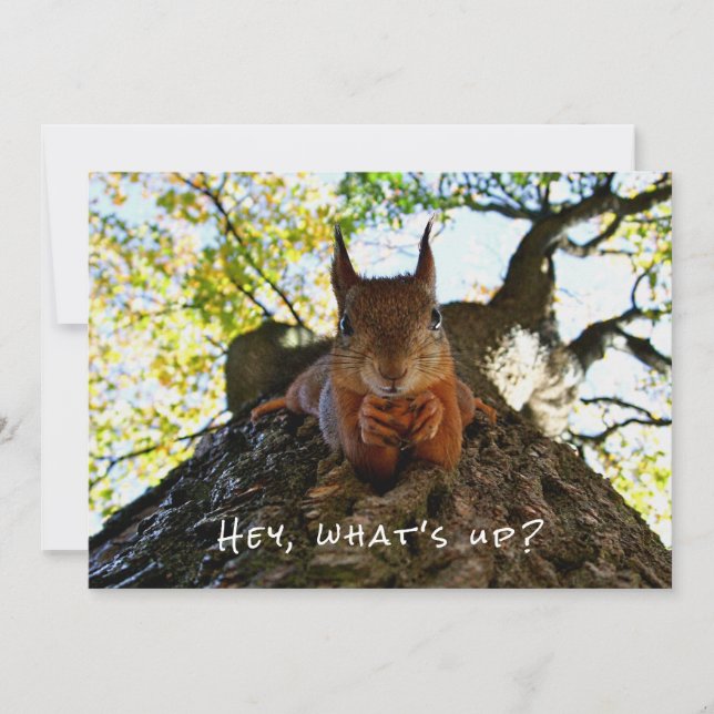 Funny Cute Hey What's Up Squirrel Hi And Hello Sup Holiday Card (Front)