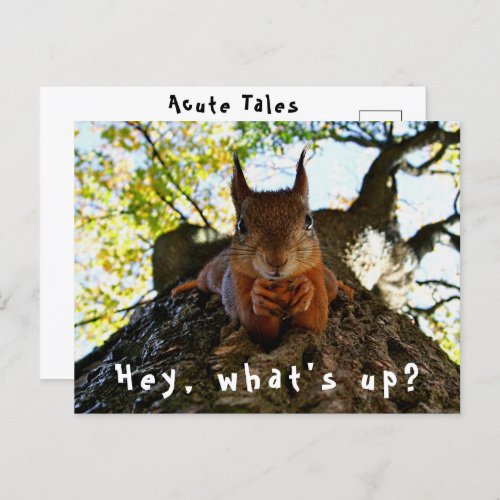 Funny Cute Hey Whats Up Squirrel Hi And Hello Sup Postcard