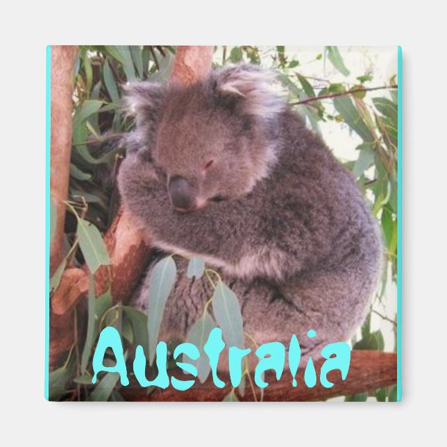 Funny cute koala bear Australia magnet (Front)