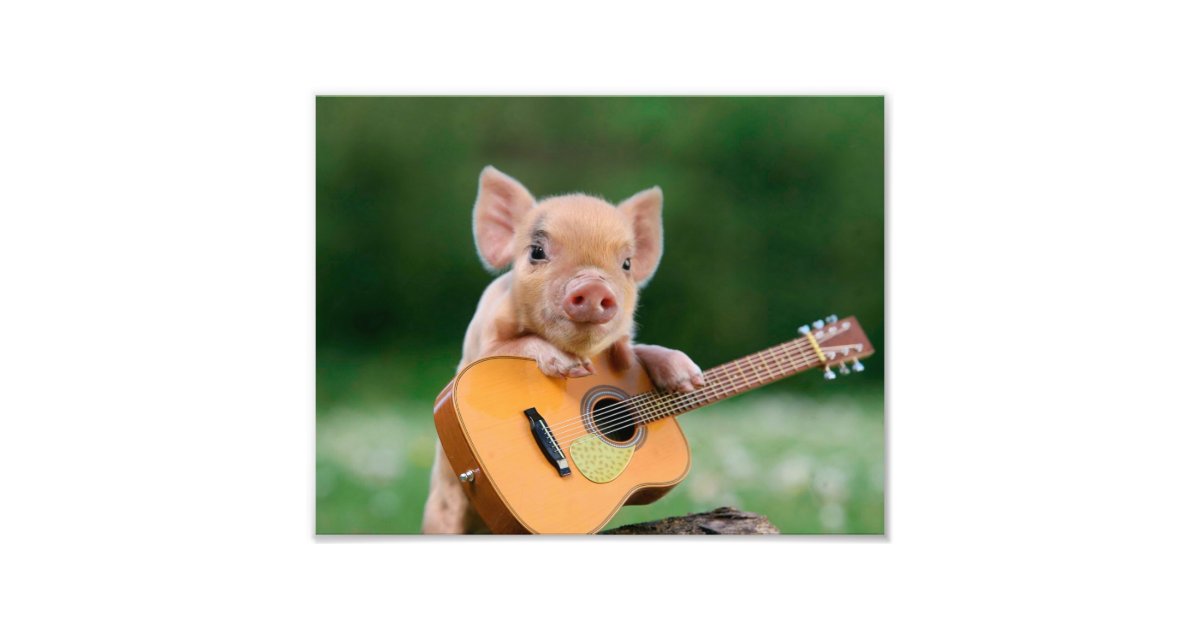 funny baby pig pictures