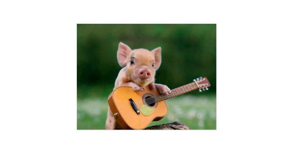 Funny Cute Pig Playing Guitar Postcard | Zazzle