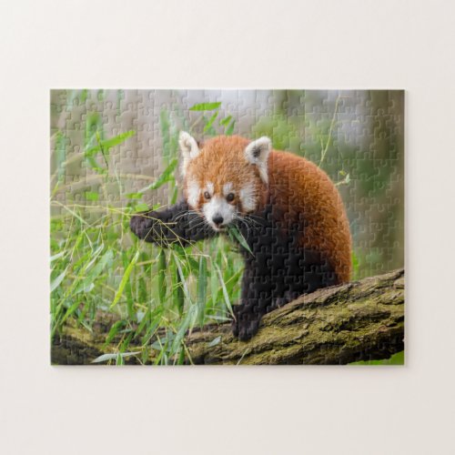 funny cute red panda photo jigsaw puzzle