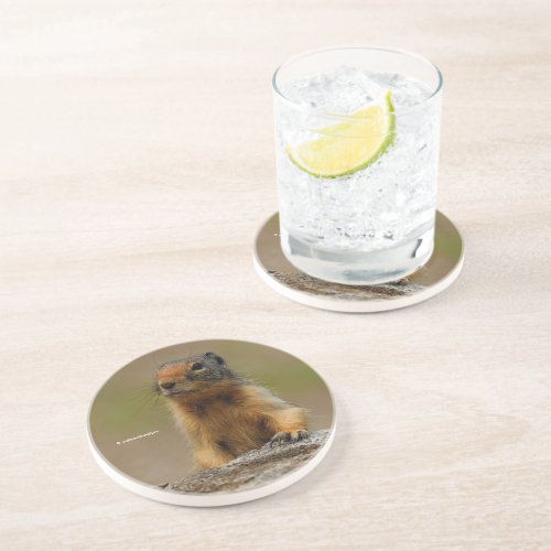 Funny Cute Saucy Columbian Ground Squirrel Coaster