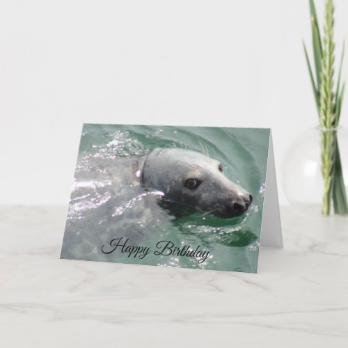 Funny Cute Seal Happy Birthday Card