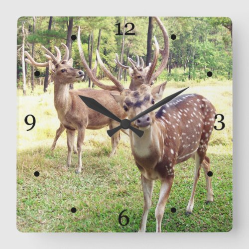 Funny deer looking at you square wall clock