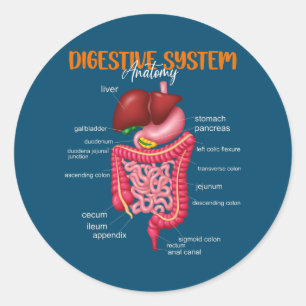Funny Digestive System Anatomy Anatomical Biology Classic Round Sticker