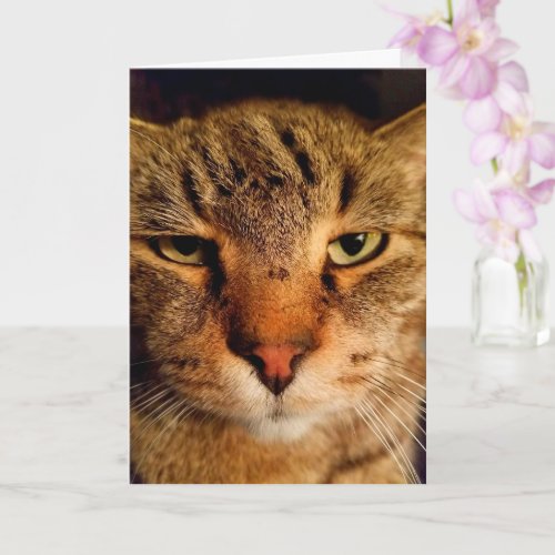 Funny Disgusted Cat Cancer Encouragement Card