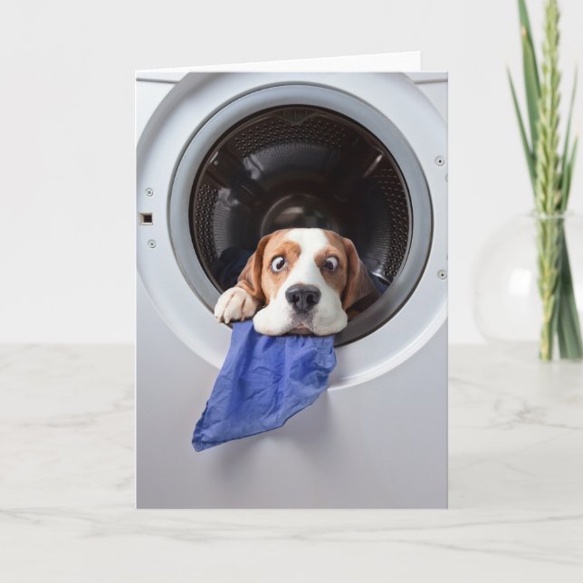 Funny dizzy beagle delicate washing letterpress thank you card (Front)